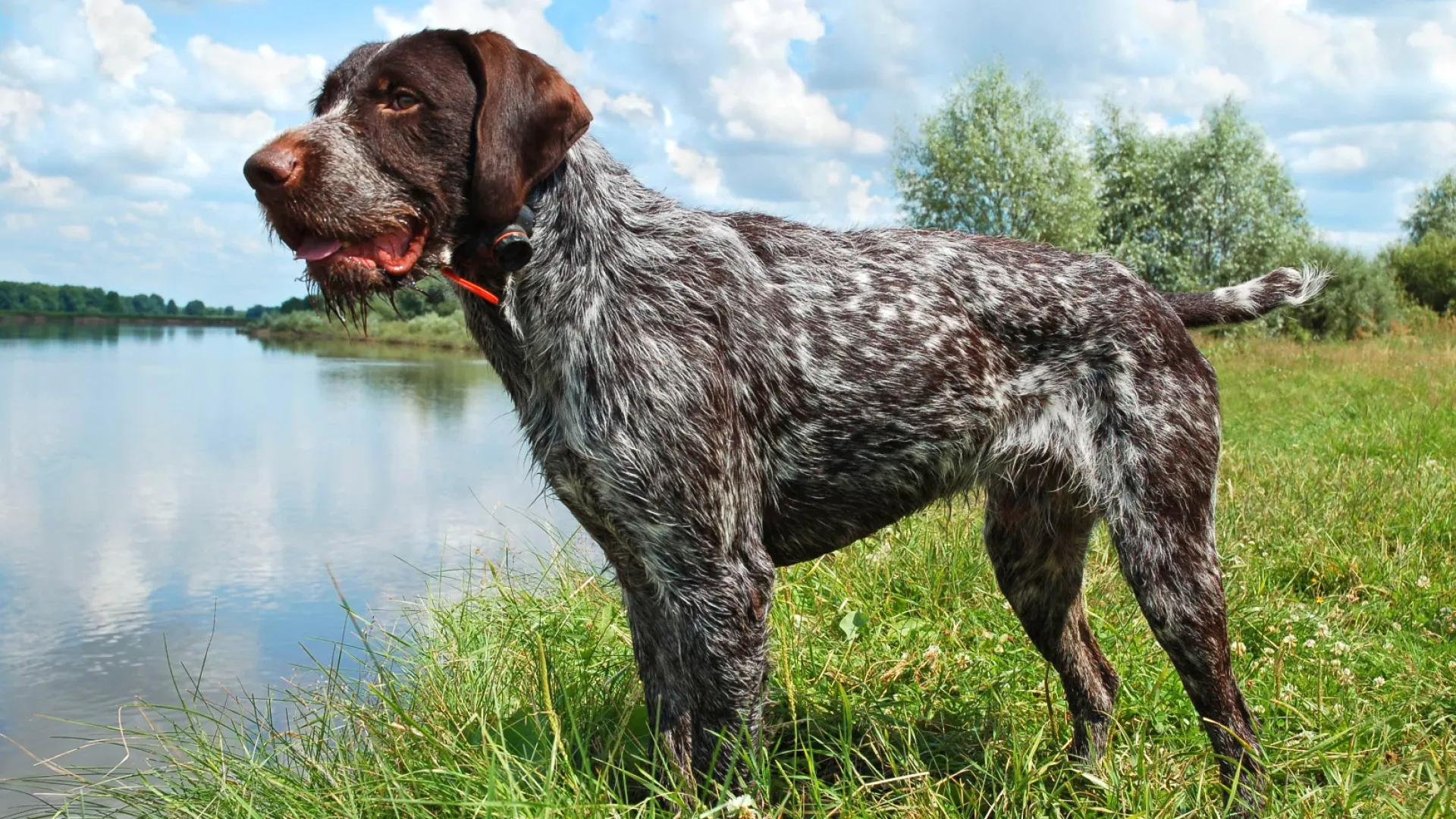 German Wirehaired Pointer